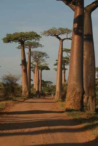 Baobabs Wall Mural