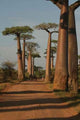 Baobabs Wall Mural