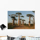Allee Des Baobabs Wall Decal Design 4