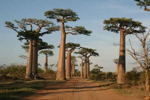 Allee Des Baobabs Wall Decal Design 4