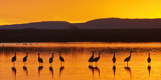 Bosque Del Apache Sanhill Wall Decal
