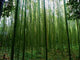 Bamboo Forest Wall Decal Design 3