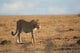 Cheetah Morning Light
