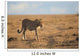 Cheetah Morning Light
