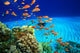 Coral Reef and Scuba Diver Wall Mural