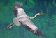 Heron
