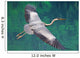 Heron