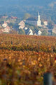 Village Vigneron Wall Decal