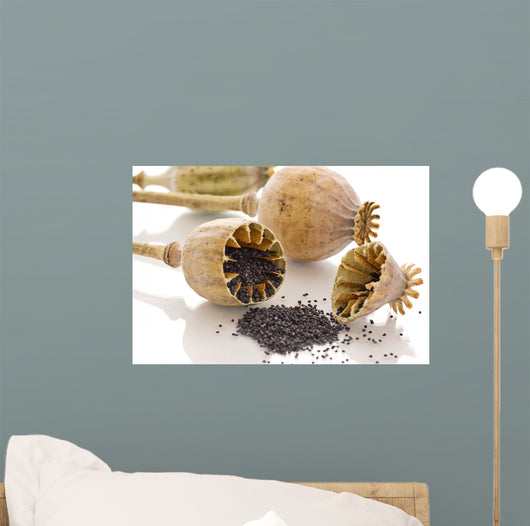 Dried Poppy Wall Mural