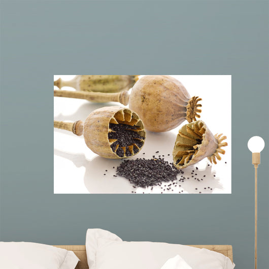 dried poppy Wall Mural