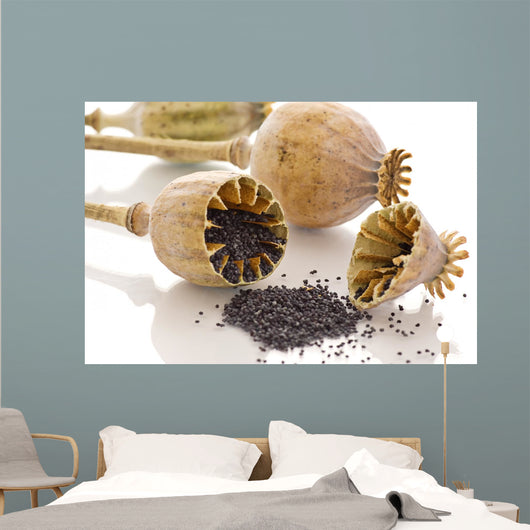 dried poppy Wall Mural