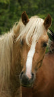 Talon Palomino Pie