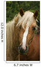 Talon Palomino Pie