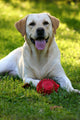 Happy Dog Face Wall Mural
