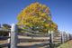 fall meadow Wall Mural