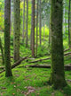 Foret Automne Wall Mural
