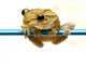 Freddy the Frog Wall Decal