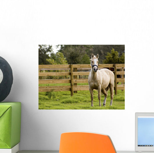 Horse Wall Mural