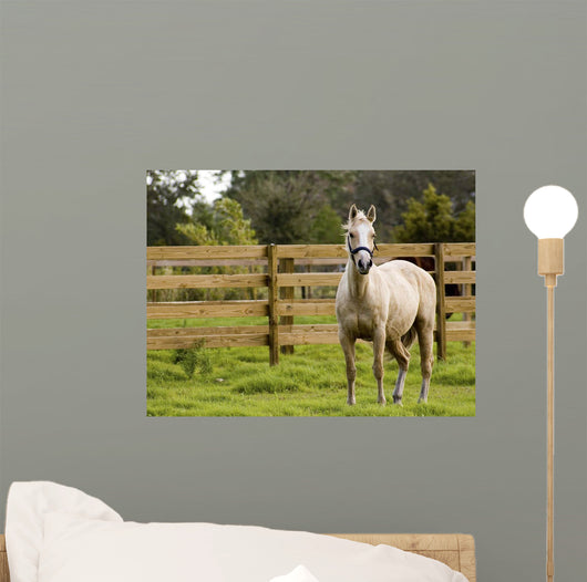 Horse Wall Mural