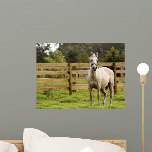 Horse Wall Mural
