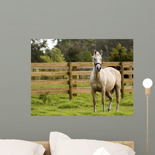 Horse Wall Mural