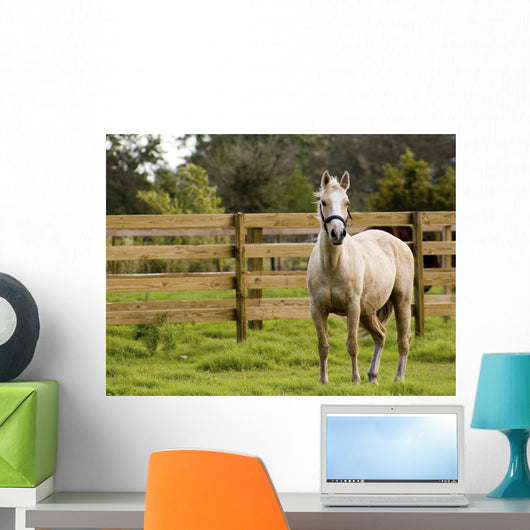 Horse Wall Mural