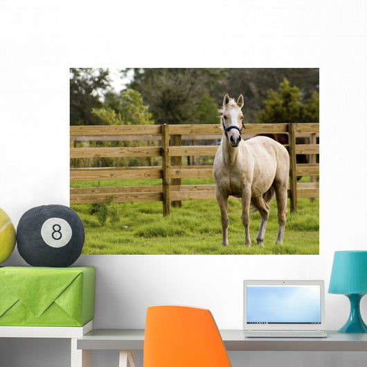 Horse Wall Mural