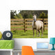 Horse Wall Mural