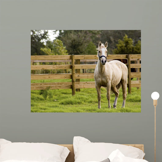 Horse Wall Mural