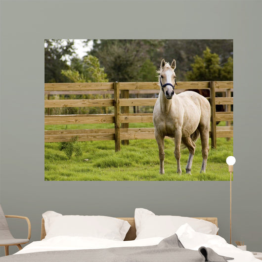 Horse Wall Mural