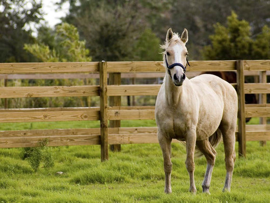 Horse Wall Mural