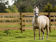 Horse Wall Mural