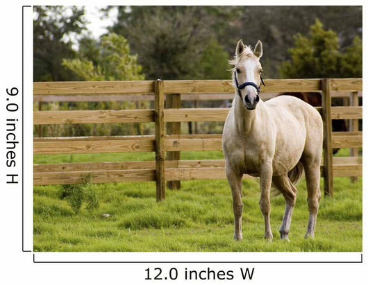 Horse Wall Mural