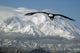 Bald Eagle in Mountains Wall Mural