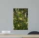 Jujube Wall Mural
