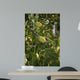 Jujube Wall Mural