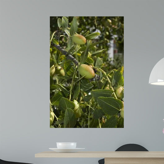 Jujube Wall Mural