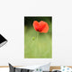 Poppy Wall Mural