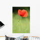 Poppy Wall Mural