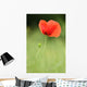 Poppy Wall Mural