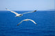 Flying Seagulls over Blue Wall Mural