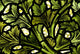 Stained Glass Pattern