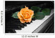 Rose Piano Key