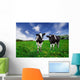 Friesian Dairy Cows in a Pasture Wall Mural