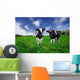 Friesian Dairy Cows in a Pasture Wall Mural