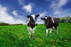 Friesian Dairy Cows in a Pasture Wall Mural