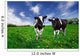 Friesian Dairy Cows in a Pasture Wall Mural
