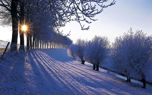 Winter Netherlands Wall Decal