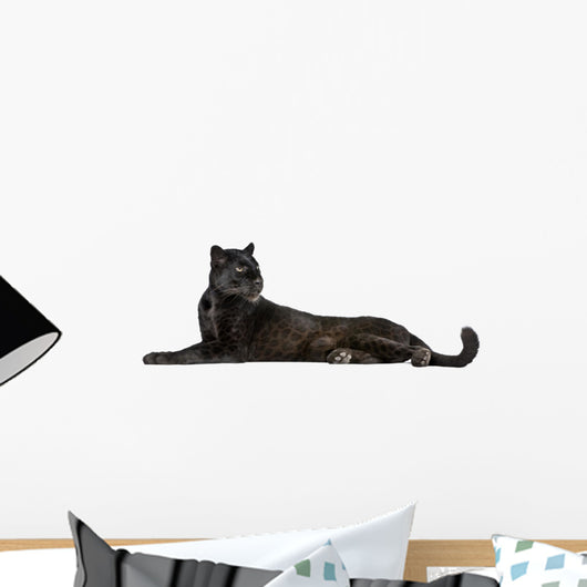Black Leopard, 6 years old, in front of a white background Wall Decal
