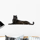 Black Leopard, 6 years old, in front of a white background Wall Decal